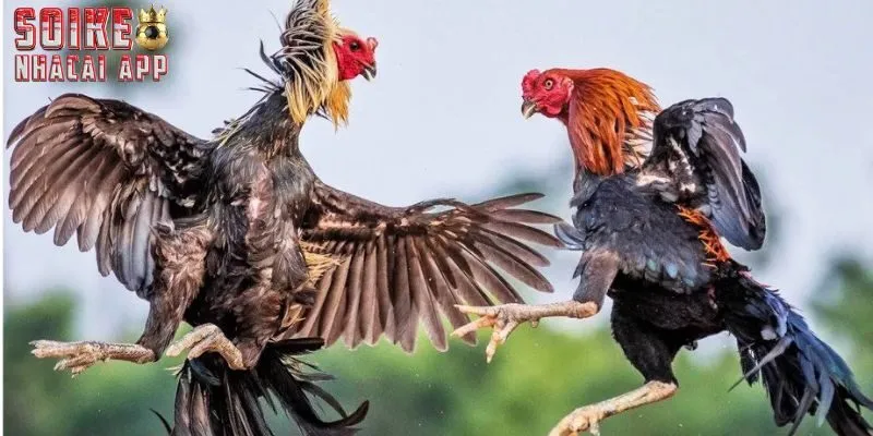 Đá gà tại nhà cái với nhiều kèo hấp dẫn với giá trị tiền thưởng cao